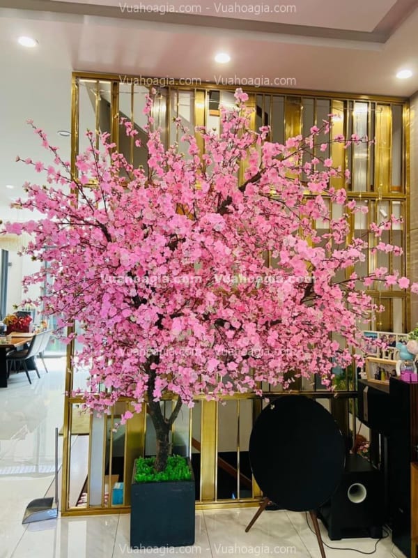 Cây hoa anh đào giả Long An Cây hoa anh đào giả Long An