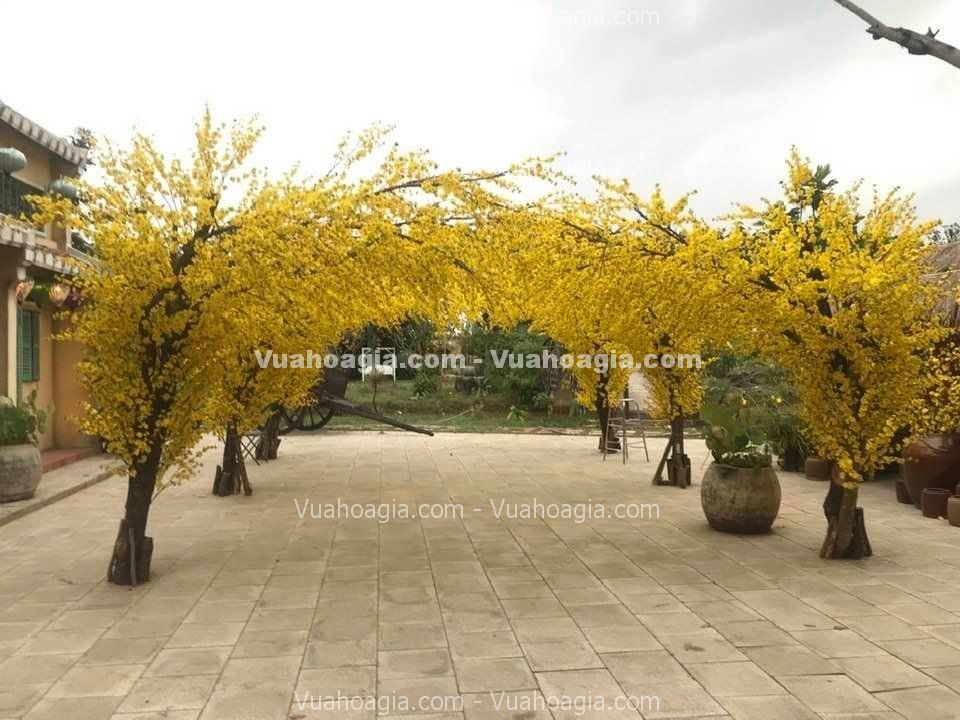 cây hoa mai vàng giả Hà Nội cây hoa mai vàng giả Hà Nội