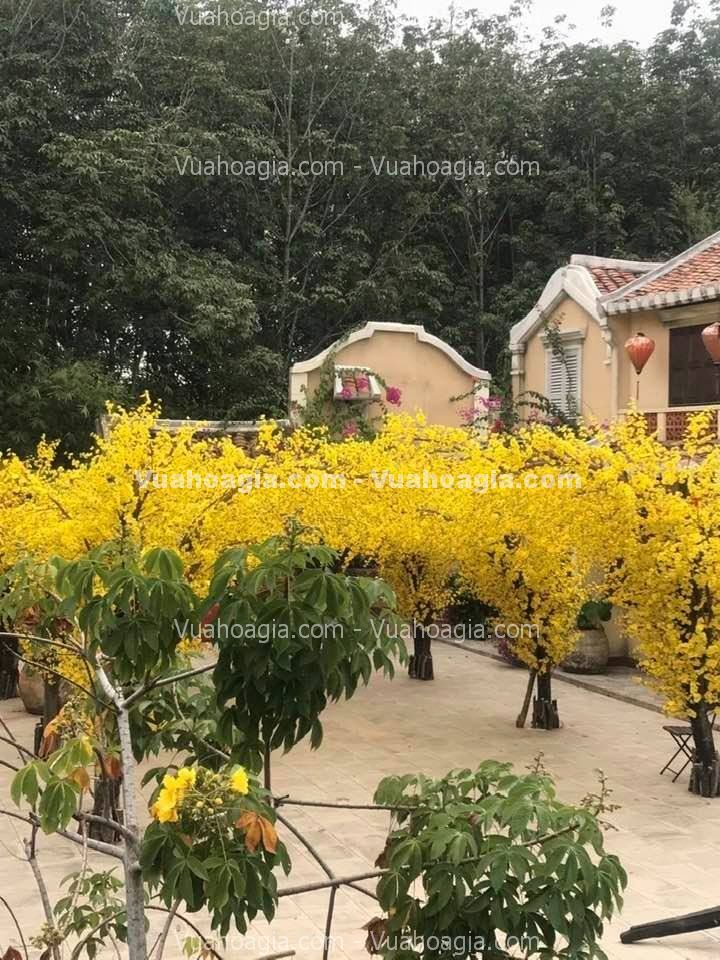 cay-hoa-mai-vang-gia-ha-noi-4