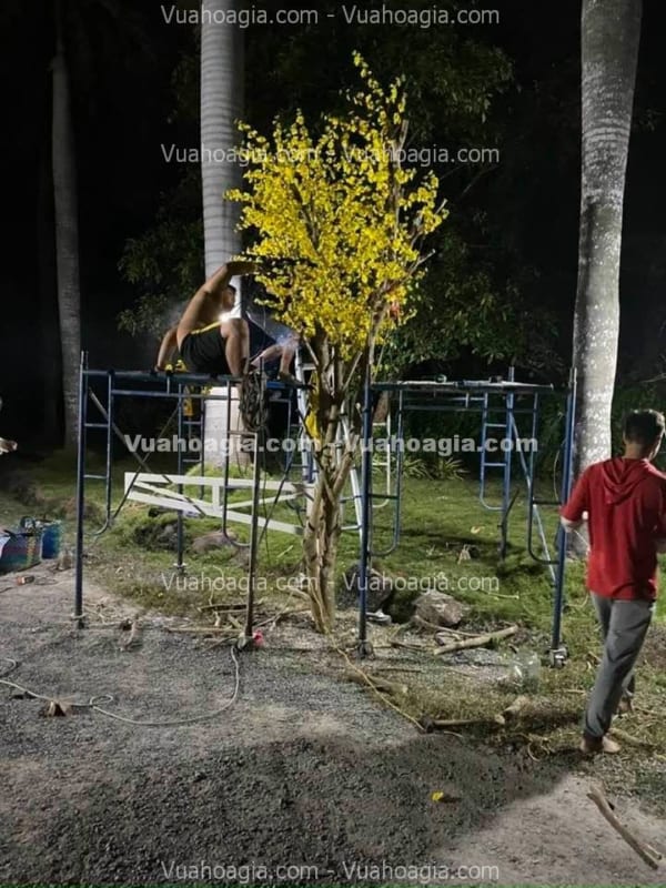 cây hoa mai vàng giả Hà Nội cây hoa mai vàng giả Hà Nội