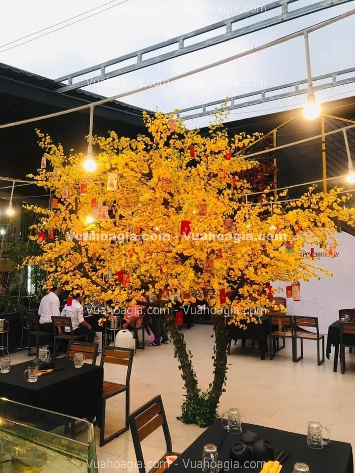 cay-hoa-mai-vang-gia-ha-noi-7