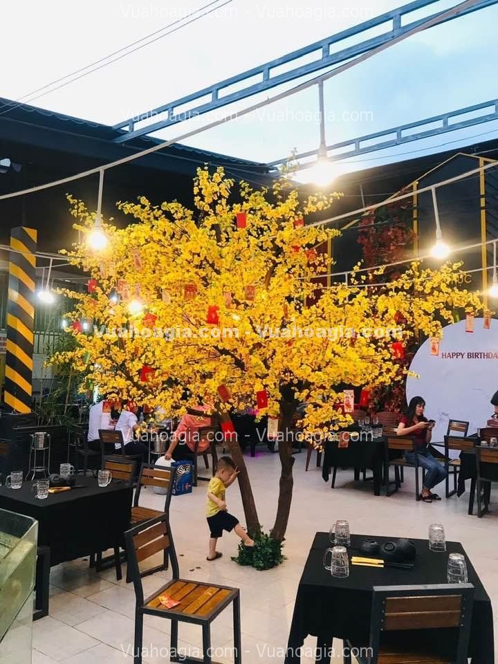 cay-hoa-mai-vang-gia-ha-noi-8