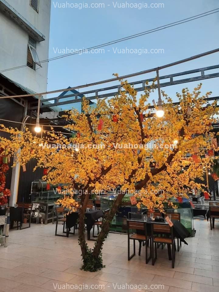 cay-hoa-mai-vang-gia-ha-noi-9