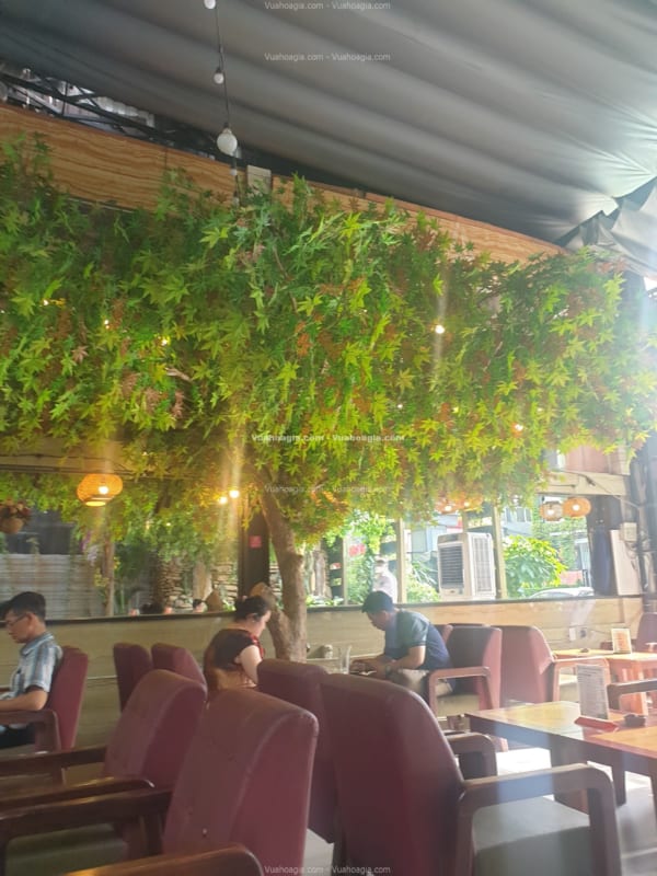 cây phong lá xanh giả hà nội
