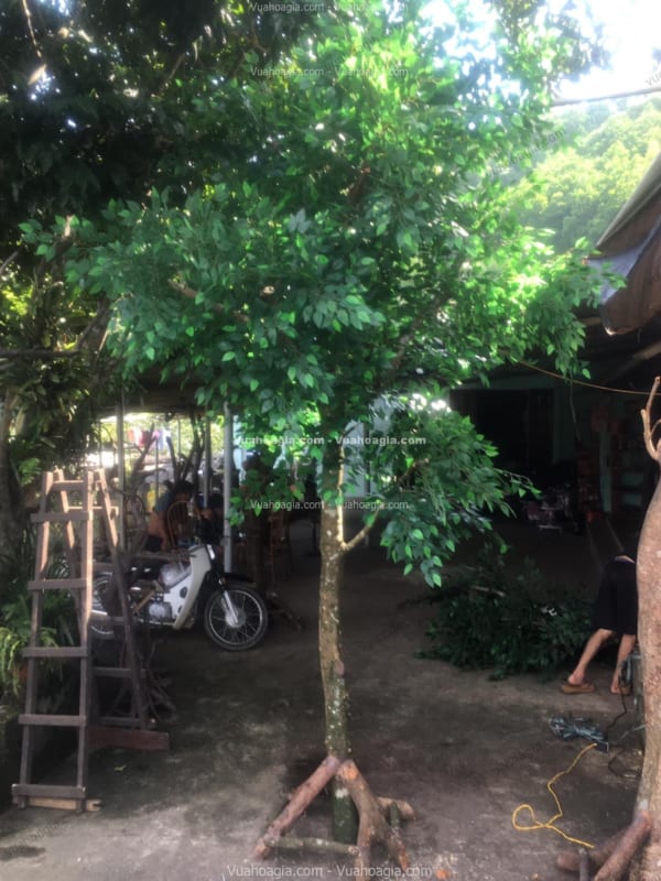 Cây si giả cao 5m