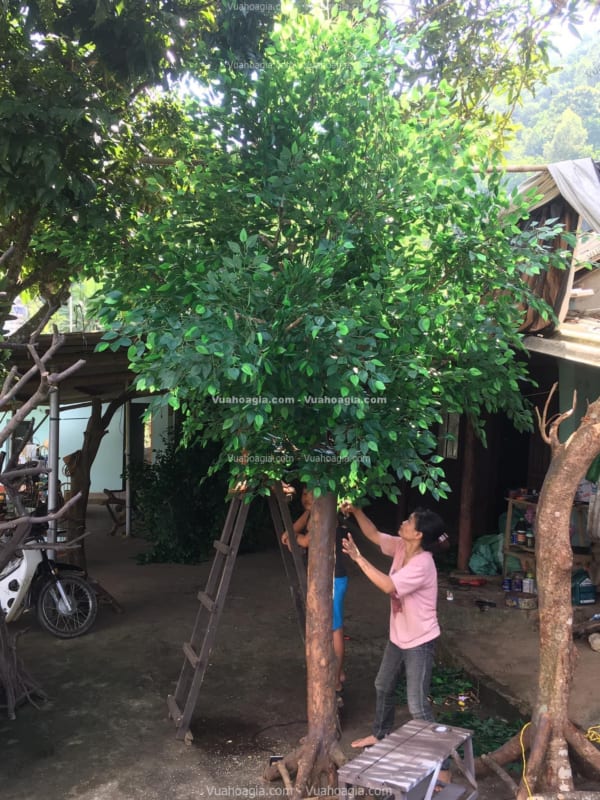 Cây si giả cao 5m