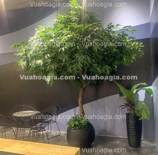 cây si giả văn phòng