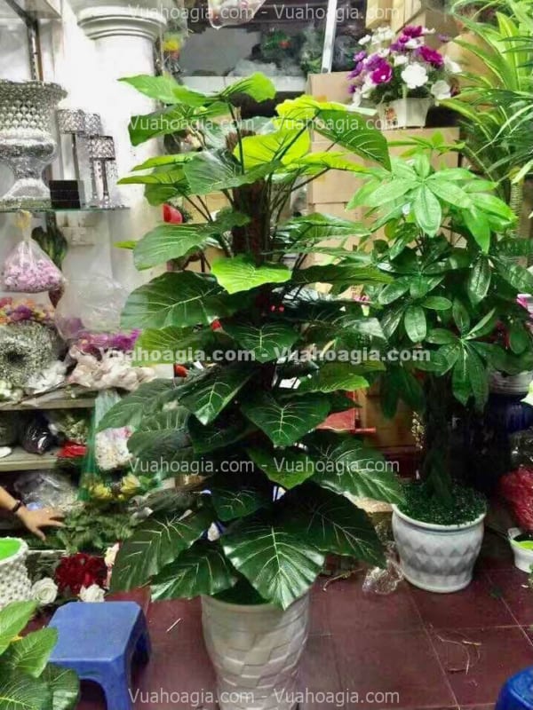 cây trầu bà nhựa giả
