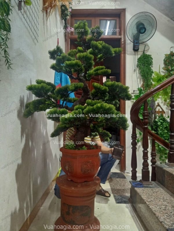Cây Tùng Bonsai Giả