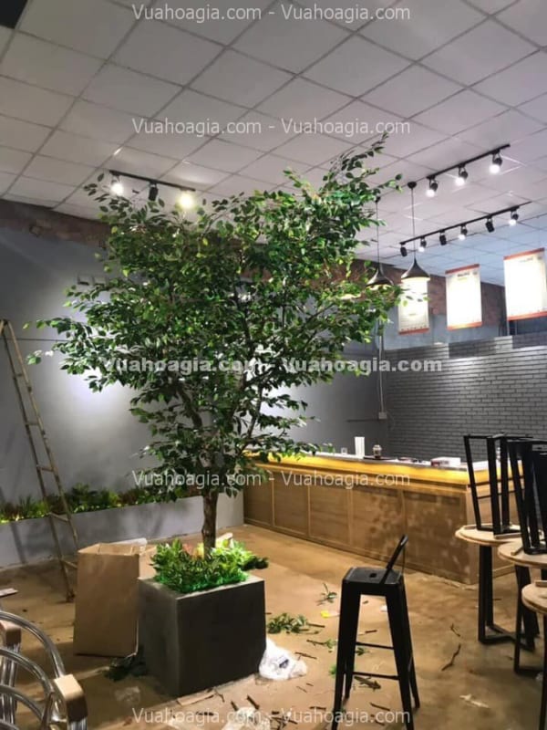 chậu cây si giả quảng ninh