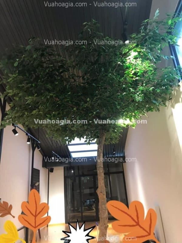 cây si giả trang trí tại hà nội cây si giả trang trí tại hà nội