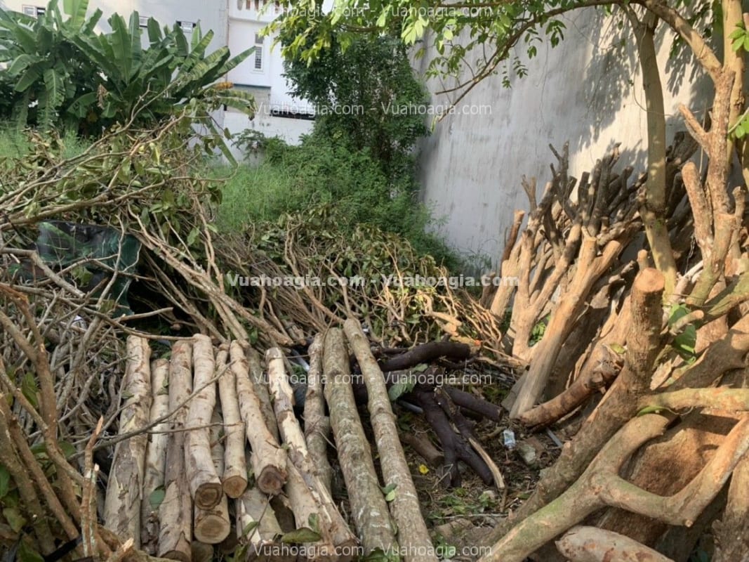 bán thân cây làm cây giả