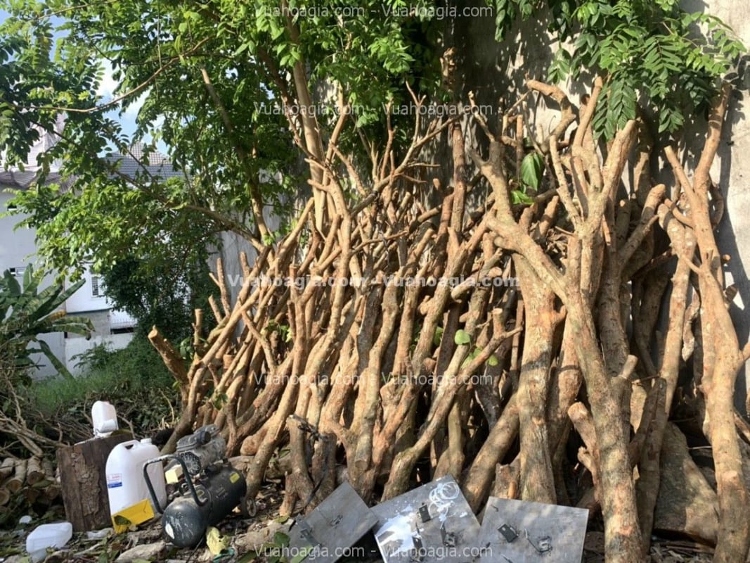 bán thân cây làm cây giả