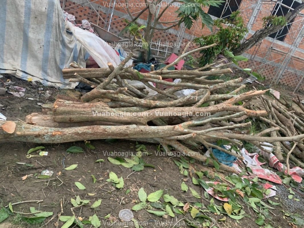 bán thân cây làm cây giả