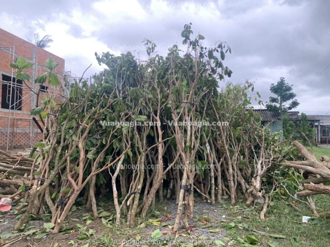 bán thân cây làm cây giả