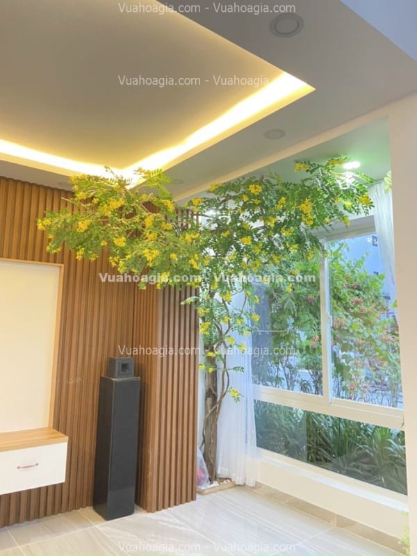 cây điệp vàng tại nha trang