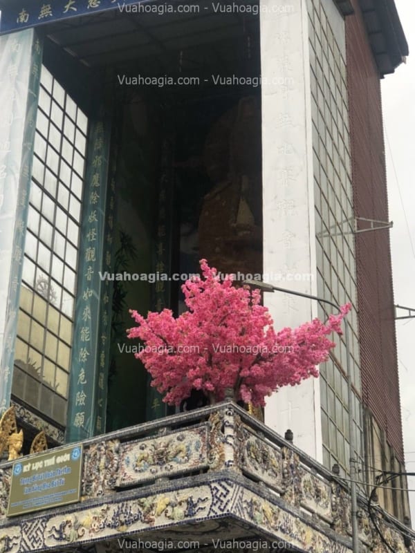cây hoa anh đào giả chùm hải phòng