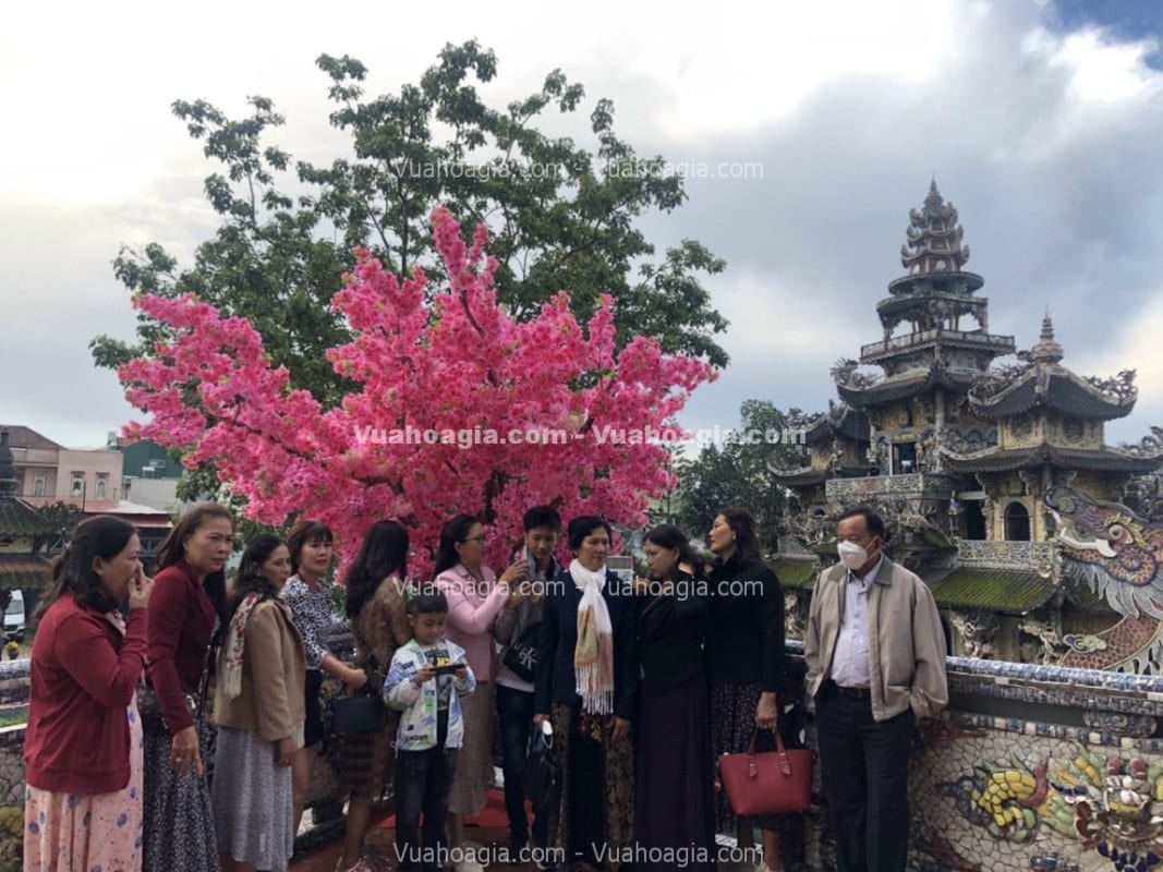 cây hoa anh đào giả chùm hải phòng