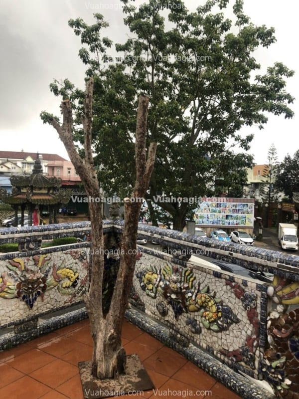 cây hoa anh đào giả chùm hải phòng