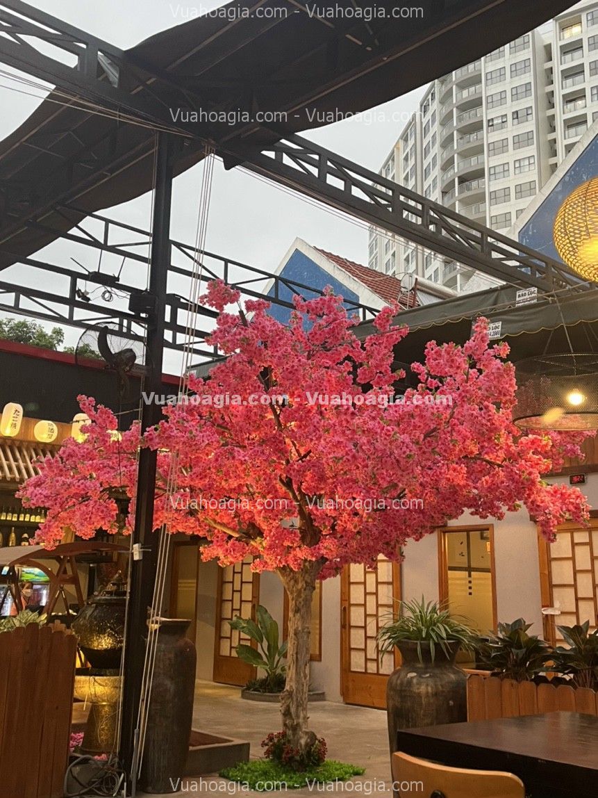 cay-hoa-anh-dao-gia-decor-quan-hai-phong