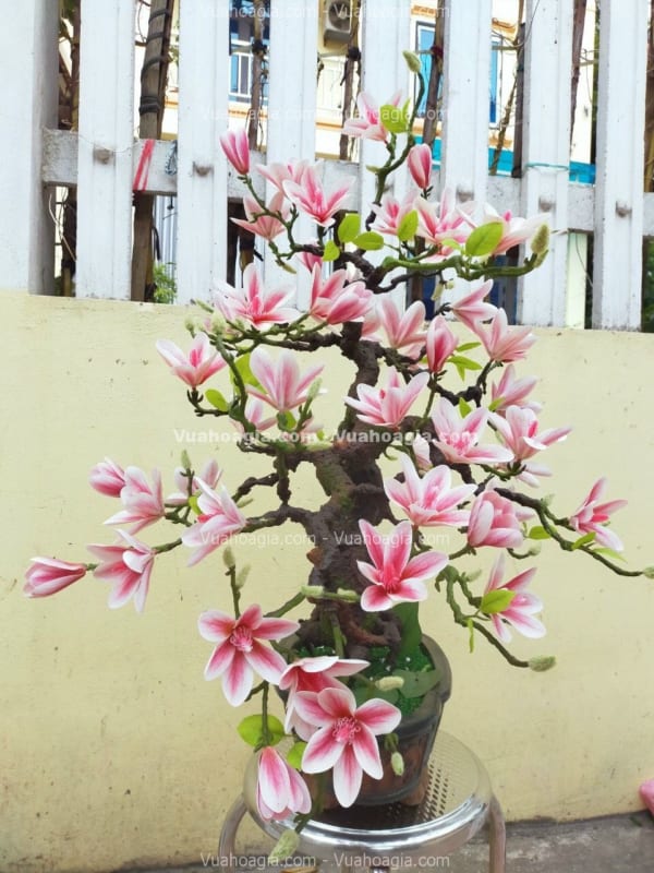 cây hoa mộc lan giả bonsai