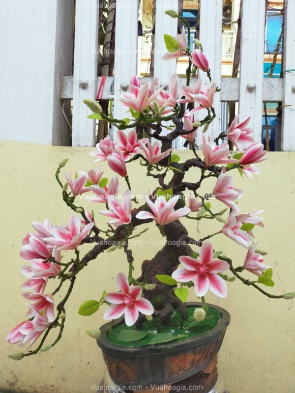 cây hoa mộc lan giả bonsai