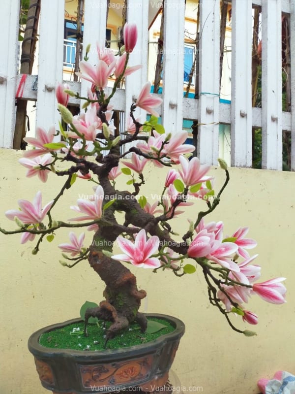 cây hoa mộc lan giả bonsai
