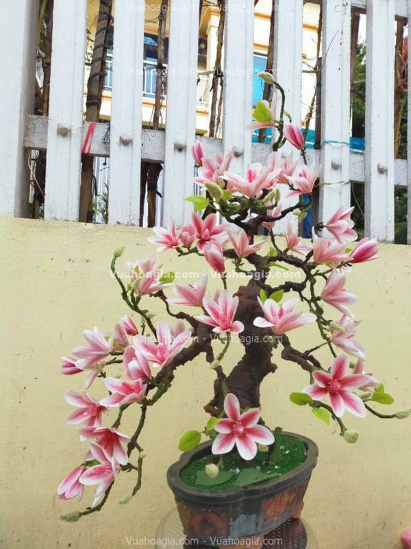 cây hoa mộc lan giả bonsai