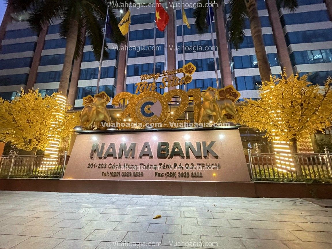 cay-mai-vang-gia-co-lon