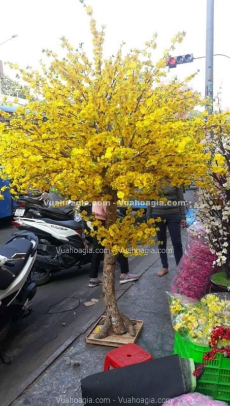 cho thuê cây hoa mai giả giá rẻ cho thuê cây hoa mai giả giá rẻ